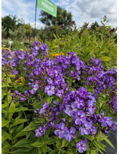 Płomyk wiechowaty 'Blue Dolphin' -1L-  Phlox paniculata