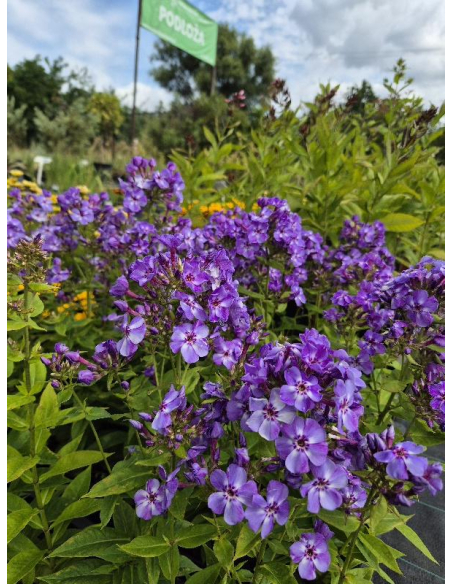 Płomyk wiechowaty 'Blue Dolphin' -1L-  Phlox paniculata
