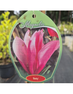 Magnolia Betty - 3L