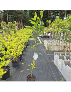 Magnolia Betty - 3L 2