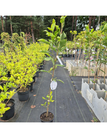 Magnolia Betty - 3L