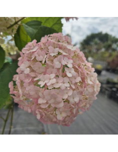 Hortensja drzewiasta Candybelle Bubblegum 'GRHYAR1407' - 3L