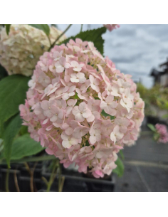 Hortensja drzewiasta Candybelle Bubblegum 'GRHYAR1407' - 3L 2