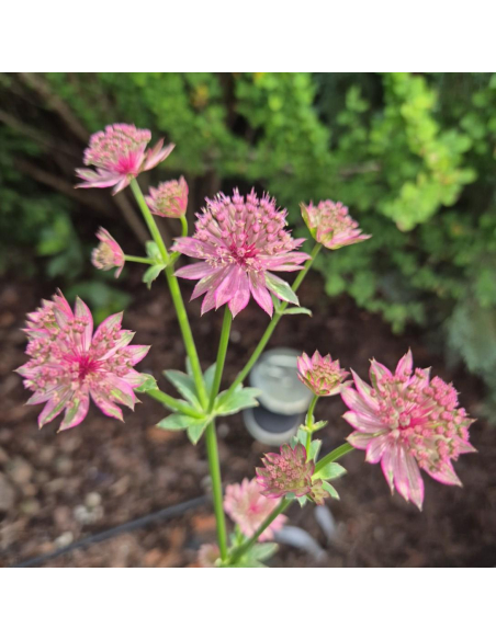 Jarzmianka większa "Venice"- Astrantia major 2L