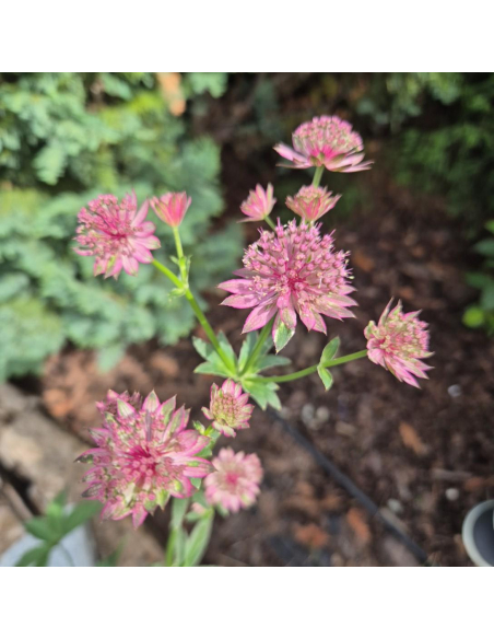 Jarzmianka większa "Venice"- Astrantia major 2L