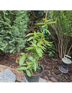 Wiciokrzew Henry'ego - Lonicera henryi 3L