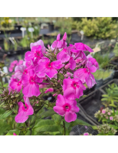 Płomyk wielkolistny 'Minnehaha' -2L- Phlox amplifolia