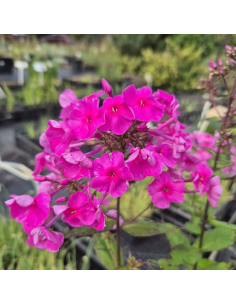 Płomyk wielkolistny 'Minnehaha' -2L- Phlox amplifolia 2