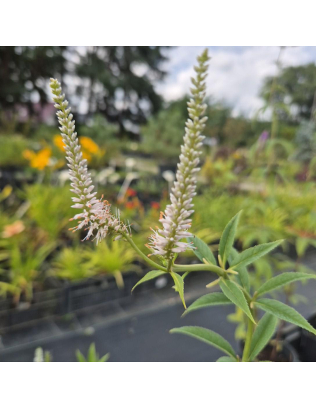Przetacznik wirginijski 'Alba' -1L- Veronica virginica