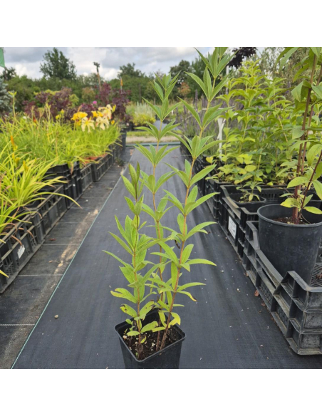 Przetacznik wirginijski 'Alba' -1L- Veronica virginica
