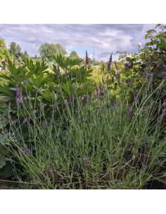 Lawenda pośrednia 'Pure Platinum' - Lavandula 1L