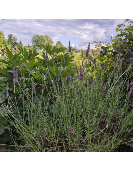 Lawenda pośrednia 'Pure Platinum' - Lavandula 1L