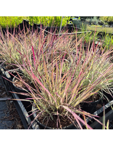 Palczatka miotlasta 'Chameleon' - 2L Schizachyrium scoparium