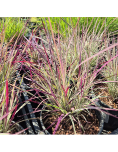 Palczatka miotlasta 'Chameleon' - 2L Schizachyrium scoparium
