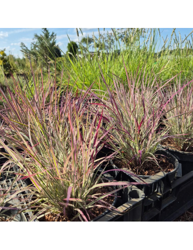 Palczatka miotlasta 'Chameleon' - 2L Schizachyrium scoparium