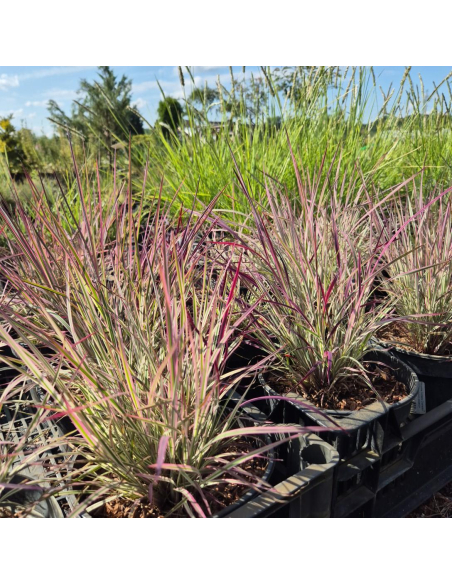 Palczatka miotlasta 'Chameleon' - 2L Schizachyrium scoparium