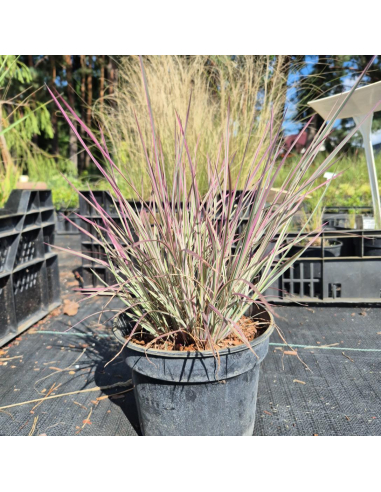 Palczatka miotlasta 'Chameleon' - 2L Schizachyrium scoparium