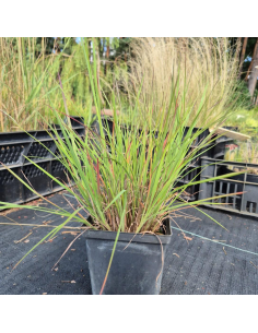Palczatka miotlasta 'Constant Moving' - Schizachyrium  P13