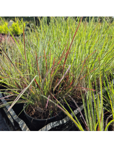 Palczatka miotlasta 'Ha Ha Tonka' -2L 2