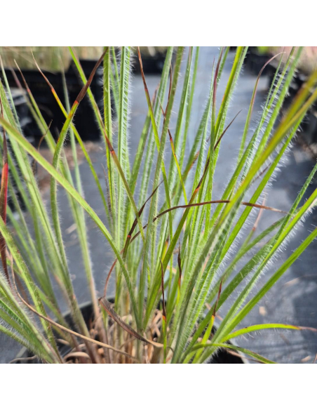 Palczatka miotlasta 'Ha Ha Tonka' -2L