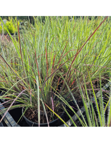 Palczatka miotlasta 'Ha Ha Tonka' -2L