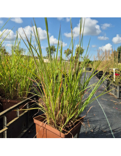 Palczatka miotlasta 'Jan's Wildwest- Schizachyrium