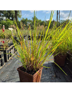 Palczatka miotlasta 'Jan's Wildwest- Schizachyrium 2