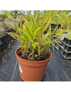 Obiedka szerokolistna - Uniola latifolia - 3L 2