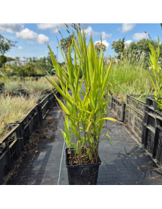 Obiedka szerokolistna - Uniola latifolia - 1L 2