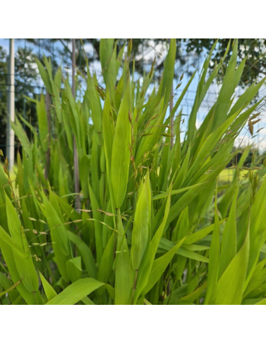 Obiedka szerokolistna - Uniola latifolia - 1L