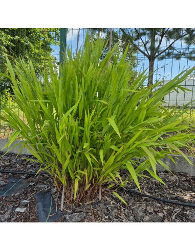 Obiedka szerokolistna - Uniola latifolia - 1L