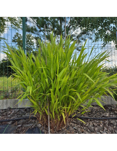 Obiedka szerokolistna - Uniola latifolia - 1L