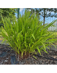 Obiedka szerokolistna - Uniola latifolia - 3L