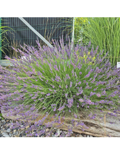 Lawenda pośrednia 'Grosso' - 1L- Lavandula x intermedia