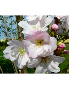 Wiśnia piłkowana 'Amanogawa' 2m- Prunus 10L