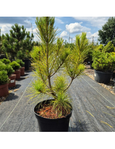 Sosna Armanda - Pinus armandii - 2L