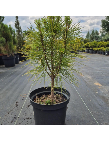 Sosna czarna 'Pyramidalis' Pinus nigra 3L