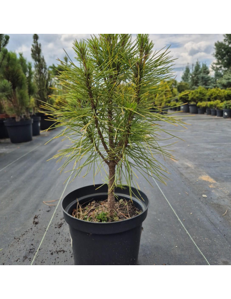 Sosna czarna 'Pyramidalis' Pinus nigra 3L