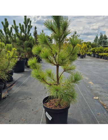 Sosna rumelijska Pinus peuce 3L