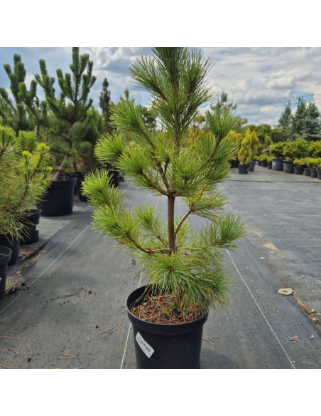 Sosna rumelijska Pinus peuce 3L