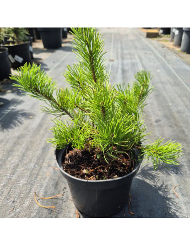 Sosna górska (kosodrzewina) 'Pumilio' 2L - Pinus