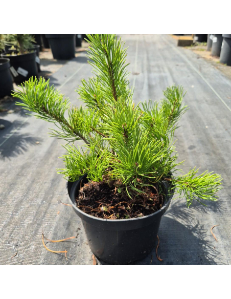 Sosna górska (kosodrzewina) 'Pumilio' 2L - Pinus