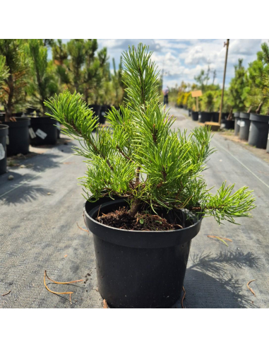 Sosna górska (kosodrzewina) 'Pumilio' 2L - Pinus
