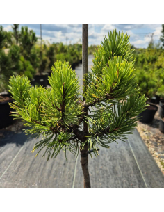Sosna górska ' Wintergold' PA- Pinus mugo 3L
