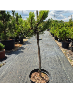 Sosna górska ' Wintergold' PA- Pinus mugo 3L 2