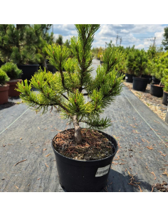 Sosna pospolita 'Wintergold' - Pinus sylvestris 3L