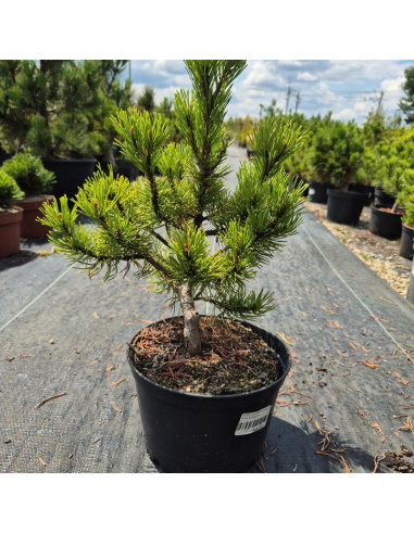 Sosna pospolita 'Wintergold' - Pinus sylvestris 3L