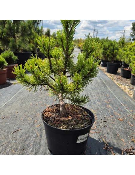 Sosna pospolita 'Wintergold' - Pinus sylvestris 3L