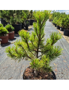 Sosna pospolita 'Wintergold' - Pinus sylvestris 3L 2