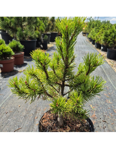 Sosna pospolita 'Wintergold' - Pinus sylvestris 3L